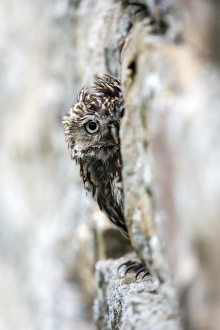 Staring Prints: Little owl (Athene noctua) perched in stone barn, captive, United Kingdom, Europe