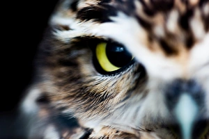 Birds Prints: Little owl (Athene noctua), Wheatley, Oxfordshire, England, United Kingdom, Europe