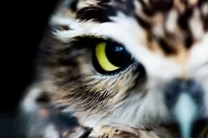 Closeup Gallery: Little owl (Athene noctua), Wheatley, Oxfordshire, England, United Kingdom, Europe