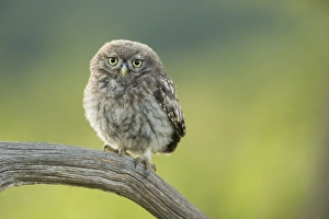 Athene Noctua Prints: Little owl (Athene noctua), Yorkshire, England, United Kingdom, Europe