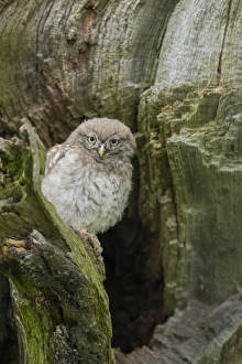 Little owl (Athene noctua), Yorkshire, England, United Kingdom, Europe
