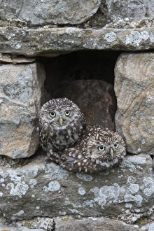 Staring Prints: Little owls (Athene noctua) perched in stone barn, captive, United Kingdom, Europe