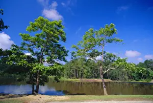 Alabama Prints: The Little River at Claude D Kelly State Park in Monroe County