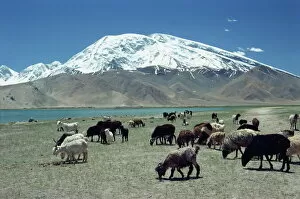 Sheep Collection: Livestock grazing near Karakuli Lake on the Karakorum Highway in Xinjiang, China, Asia