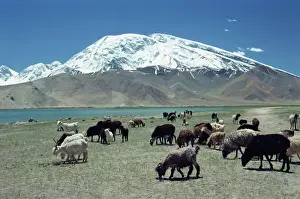 Live Stock Prints: Livestock grazing near Karakuli Lake on the Karakorum Highway in Xinjiang, China, Asia
