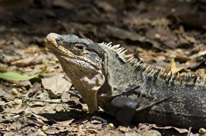 Arenal Prints: Lizard, Arenal, Costa Rica, Central America