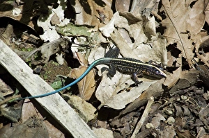 Lizard, Costa Rica, Central America