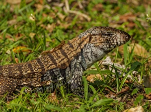 Reptilia Prints: Lizard in the forest next to the Iguazu Falls, Foz do Iguacu, State of Parana, Brazil