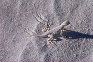 One Reptile Prints: Lizard, White Sands, New Mexico, United States of America, North America