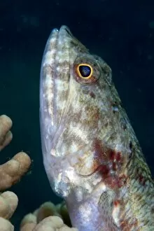 Lizardfish (Synodus sp.), Sulawesi, Indonesia, Southeast Asia, Asia