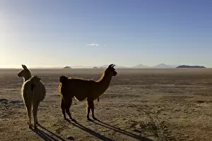 Images Dated 1st November 2010: Llama and alpaca on salt flats, Salar de Uyuni, Southwest Highlands, Bolivia, South America