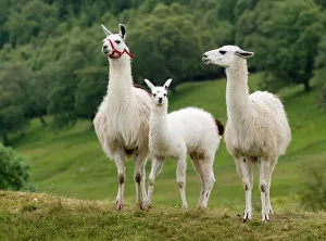 Three Animals Prints: Llama family
