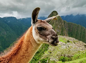 Archaeological Gallery: Llama in Machu Picchu, Cusco Region, Peru, South America