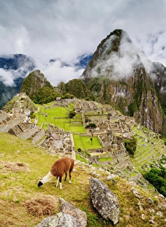 Machu Picchu Prints: Llama in Machu Picchu, UNESCO World Heritage Site, Cusco Region, Peru, South America