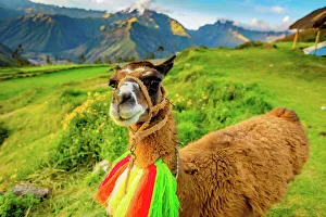 Wild Animals Prints: Llama, Moray, Peru, South America