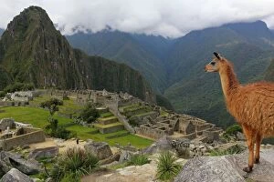 Old Ruins Gallery: Llama standing at Machu Picchu viewpoint, UNESCO World Heritage Site, Peru, South America