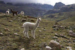 Andes Prints: Llamas and alpacas, Andes, Peru, South America