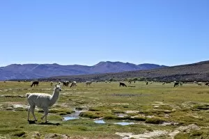 Images Dated 1st November 2010: Llamas and alpacas grazing, Tunupa, Bolivia, South America