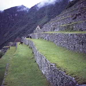 Llamas eat grass near the main entrance of Machu Picchu, UNESCO World Heritage Site