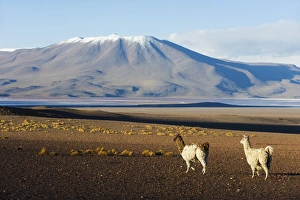 Llama Prints: Llamas in Eduardo Avaroa Andean National Reserve, Bolivia, South America