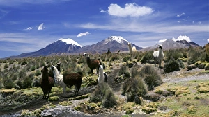M Ammals Prints: Llamas grazing in Sajama National Park with The Twins