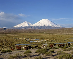 Lauca Prints: Llamas grazing before Volcanoes Parinacota and Pomerape, Lauca National Park