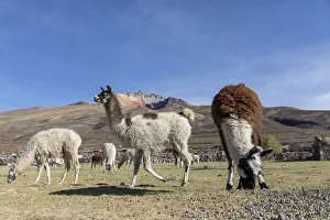 Bolivia Prints: Llamas (Lama glama), feeding near Coqueza, a small town near the Thunupa Volcano