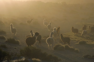 Atacama Prints: Llamas, Lauca National Park, Atacama, Chile, South America