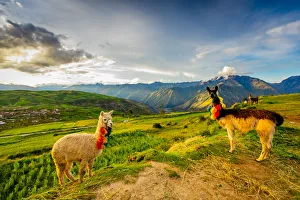 Fabric Prints: Llamas, Moray, Peru, South America