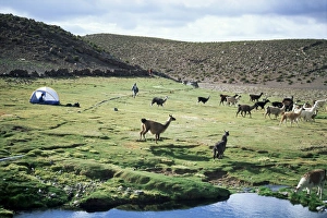 Bivouac Prints: Llamas passing tent and backpacker