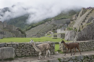 Machu Picchu Prints: Llamas roaming in the Inca ruins of Machu Picchu, UNESCO World Heritage Site, Peru