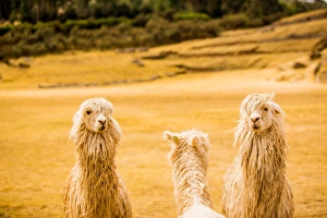 Cultures Prints: Three Llamas, Sacsayhuaman Ruins, Cusco, Peru, South America