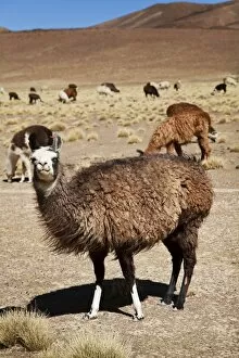 Images Dated 28th May 2007: Llamas in the wild, Bolivia, South America