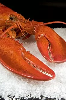 Images Dated 11th March 2010: Lobster (Homarus americanus) in a salt bed