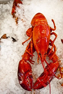 Sea Food Prints: Lobster for sale in Alma, New Brunswick, Canada, North America