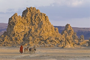 Images Dated 26th December 2006: Local Afar woman with her donkeys on her way home, Lac Abbe (Lake Abhe Bad) with its chimneys