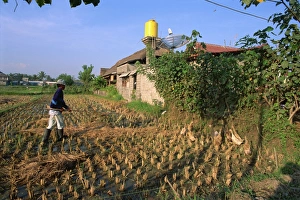 Ducks Prints: Local duck farmer herding his ducks with a pole, near Ubud, Bali, Indonesia