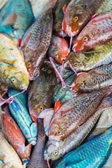 Typically Indian Gallery: Local fish market, Praslin, Republic of Seychelles, Indian Ocean, Africa