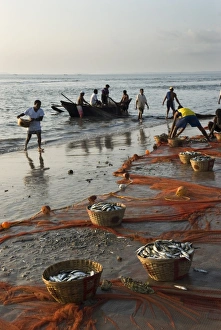 Fishing Net Prints: Local fishermen landing catch, Benaulim, Goa, India, Asia