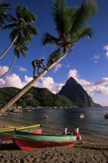 A local man climibing a coconut tree