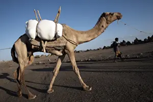 Local nomads drive camels across the desolate landscape of Lac Abbe, Djibouti, Africa