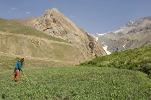 Spiti Prints: Local woman tending her fields