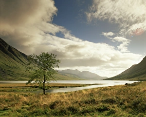 Highland Prints: Loch Etive and lone tree