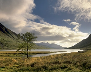 Loch Etive and lone tree
