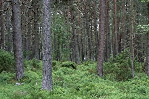 Conifer Prints: Loch Meadie