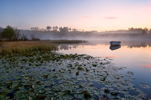 Nymphaeaceae Prints: Loch Rusky, Perthshire, Scotland, United Kingdom, Europe