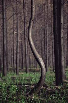 Lodgepole pine with character
