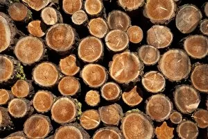 Images Dated 29th August 2011: Log pile, Val d Herens, Valais, Switzerland, Europe