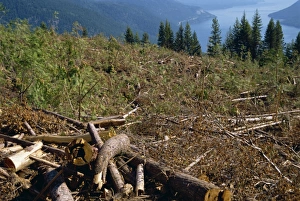 Logging Prints: Logged areas, British Columbia, Canada, North America