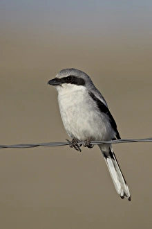 Wire Prints: Loggerhead shrike (Lanius ludovicianus)